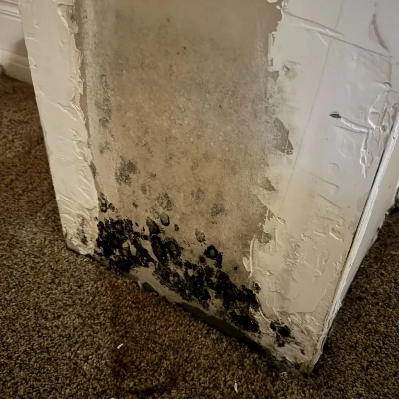 Professional Mold Removal in Doddridge County, WV